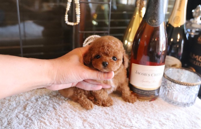 ティータイニープードル男の子♡のサムネイル