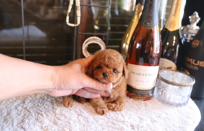 ティータイニープードル男の子♡のサムネイル