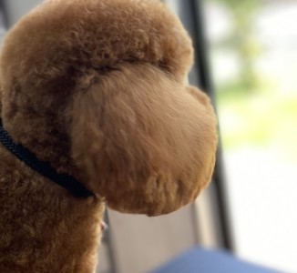 埼玉県でティーカッププードルを迎えたい方へ。専門ブリーダーとして伝えておきたい大切なこと。