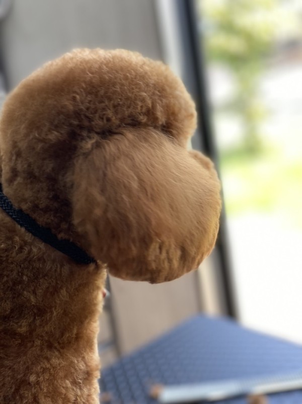 埼玉県でティーカッププードルを迎えたい方へ。専門ブリーダーとして伝えておきたい大切なこと。