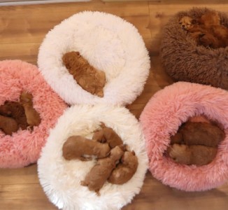 埼玉で人気のティーカッププードル専門トイエンジェル｜未掲載の赤ちゃん最新情報