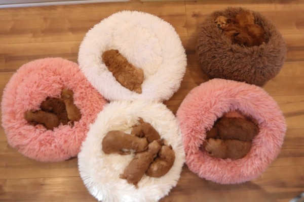 埼玉で人気のティーカッププードル専門トイエンジェル｜未掲載の赤ちゃん最新情報