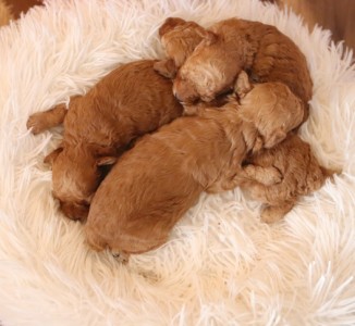 2026.3.18出産、新着情報♡