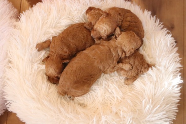 2026.3.18出産、新着情報♡