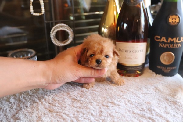 販売中】ティーカッププードル予想女の子♡ | TOYANGEL