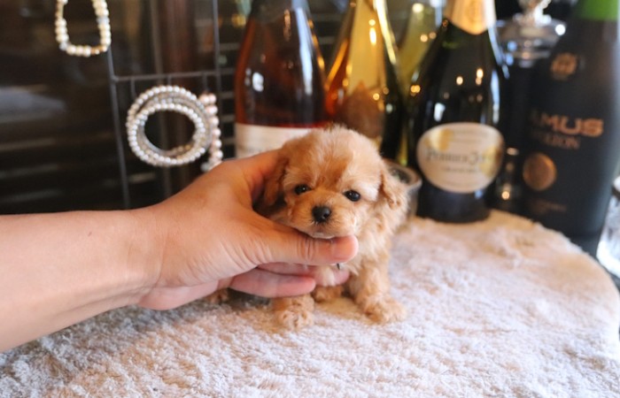 【販売中】ティーカッププードル予想女の子♡のサムネイル