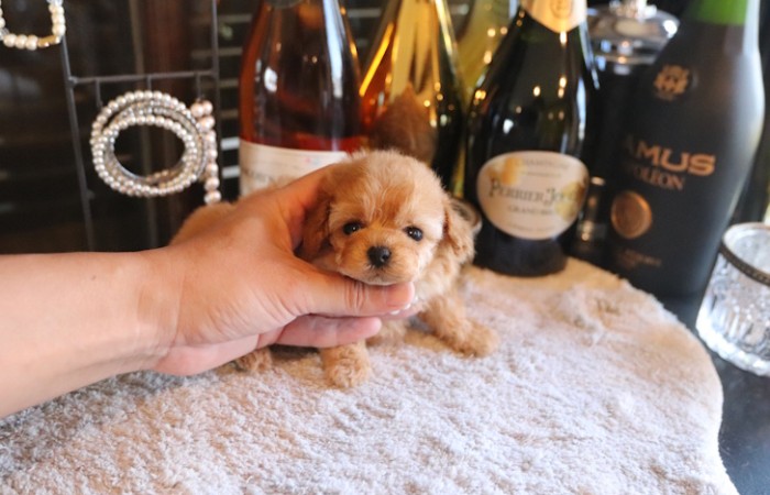 【販売中】ティーカッププードル予想女の子♡のサムネイル