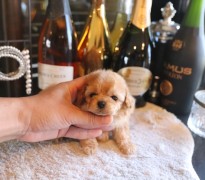 【販売中】ティーカッププードル予想女の子♡