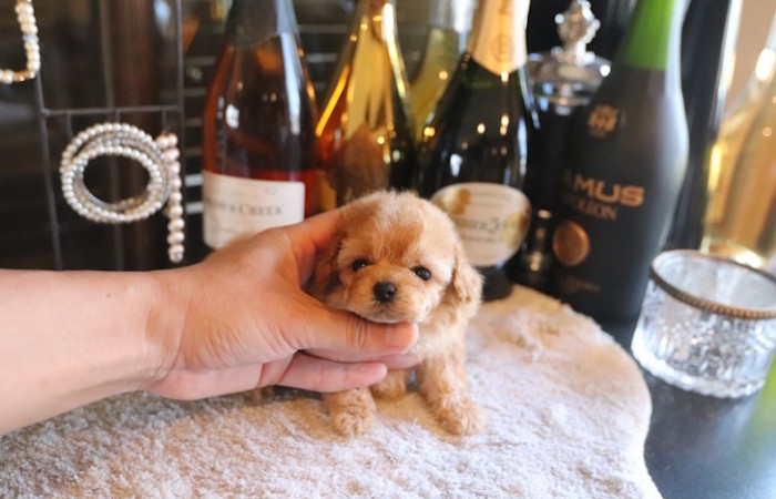 【販売中】ティーカッププードル予想女の子♡のサムネイル