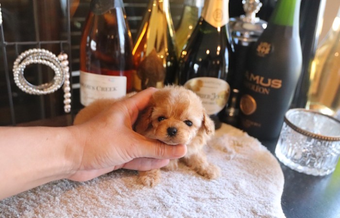 【販売中】ティーカッププードル予想女の子♡のサムネイル