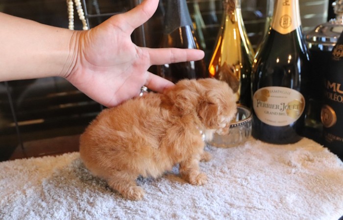 【販売中】ティーカッププードル予想女の子♡のサムネイル