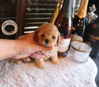 タイニープードルアプリコット女の子♡
