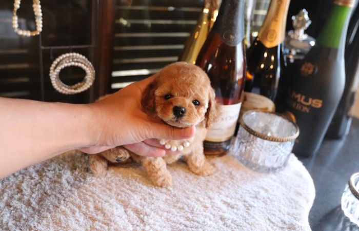 タイニープードルアプリコット女の子♡のサムネイル