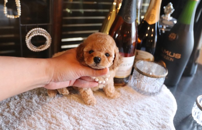 タイニープードルアプリコット女の子♡のサムネイル