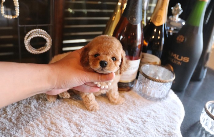 タイニープードルアプリコット女の子♡のサムネイル