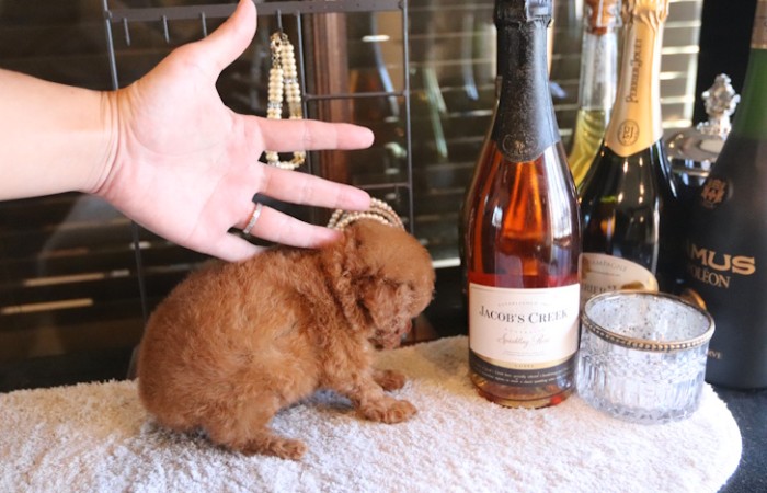 ティーカッププードルレッドの女の子★のサムネイル