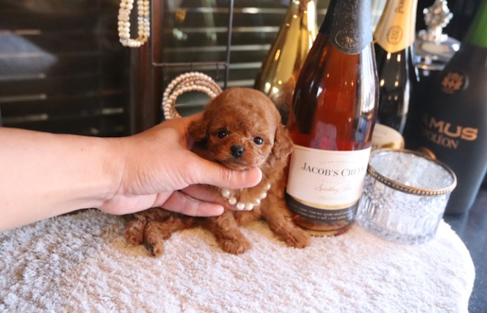 ティーカッププードルレッドの女の子★のサムネイル