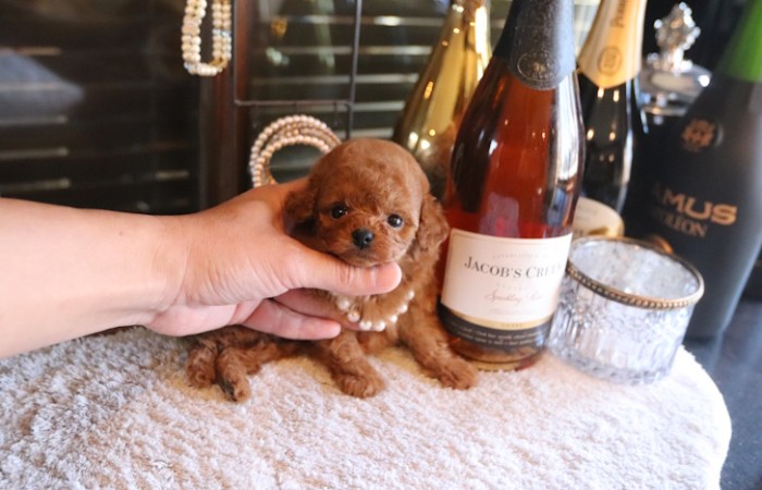 ティーカッププードルレッドの女の子★のサムネイル