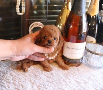 ティーカッププードルレッドの女の子★