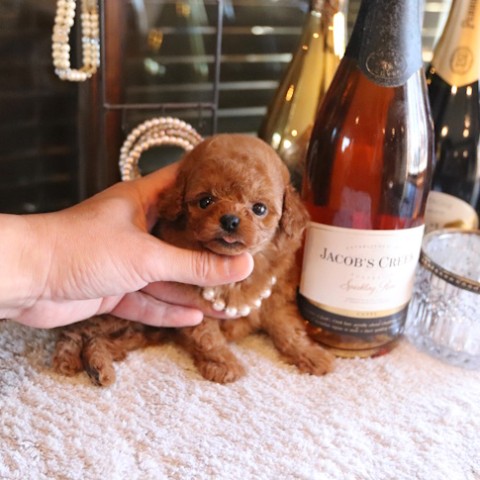 トイプードル トイプードル仔犬一覧 | TOYANGEL