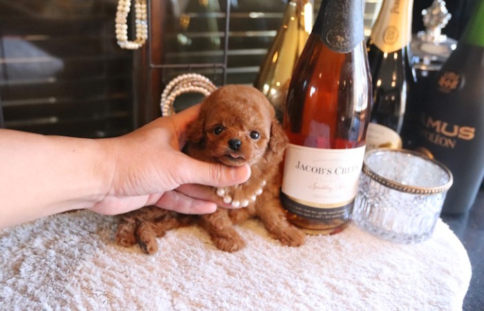 ティーカッププードルレッドの女の子★のサムネイル