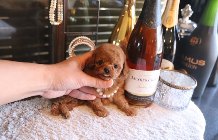 ティーカッププードルレッドの女の子★のサムネイル