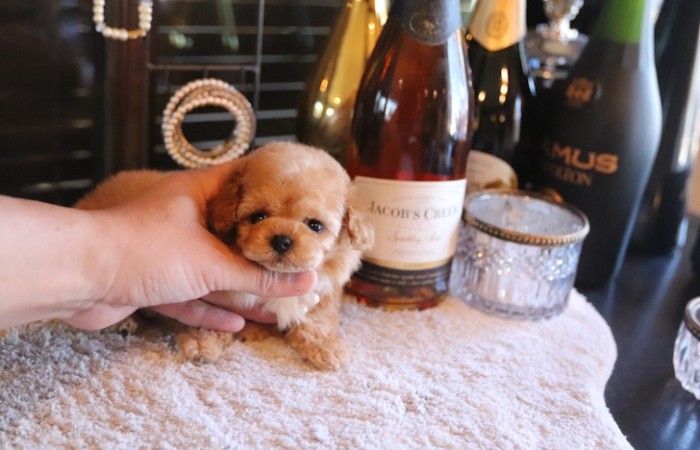 ティーカッププードル予想女の子♡のサムネイル