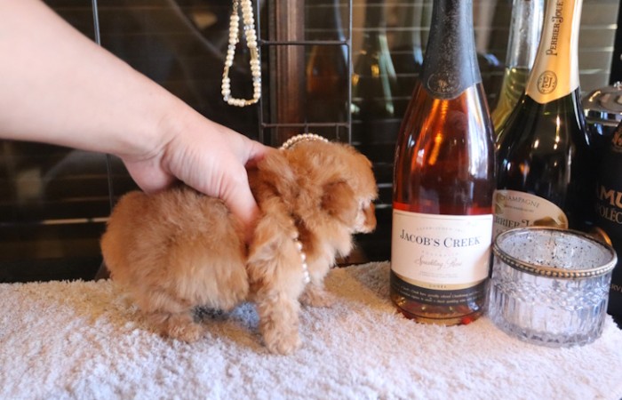 ティーカッププードル予想女の子♡のサムネイル