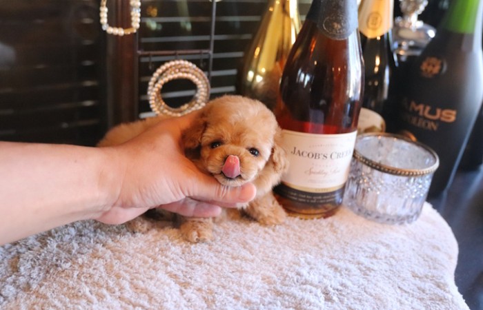 ティーカッププードル予想女の子♡のサムネイル