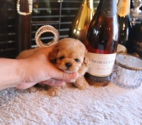 ティーカッププードル予想女の子♡