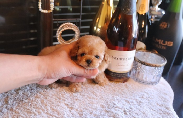 ティーカッププードル予想女の子♡のサムネイル