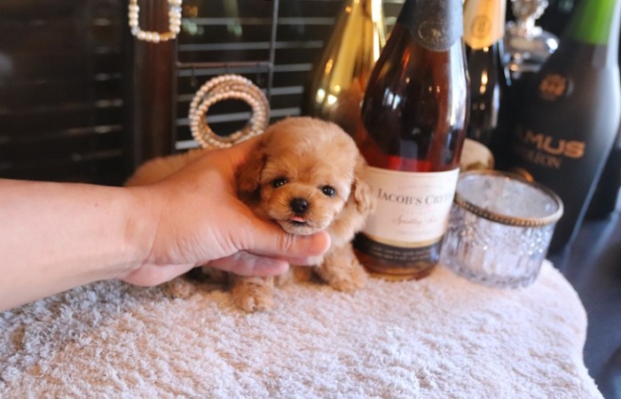 ティーカッププードル予想女の子♡のサムネイル