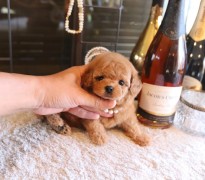 ティーカッププードル予想女の子