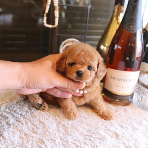 【艷珠】トイプードル トイプードル (レッド） O-406-1 陶製 /toy poodle/玩具貴賓犬