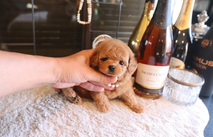 ティーカッププードル予想女の子のサムネイル