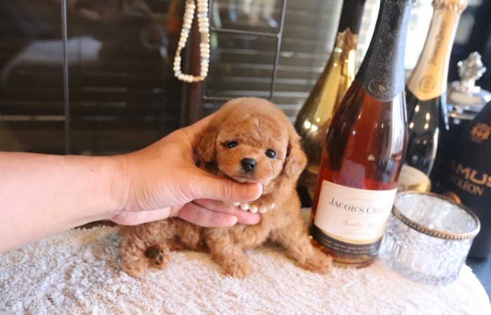 ティーカッププードル予想女の子のサムネイル