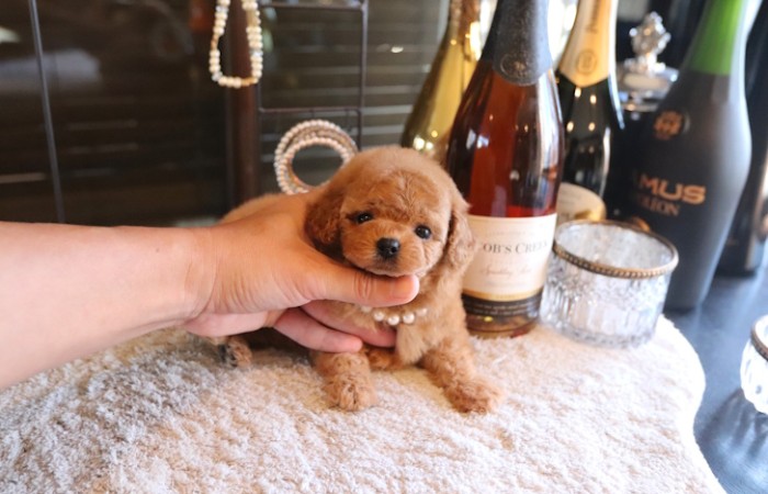 ティーカッププードル予想女の子のサムネイル