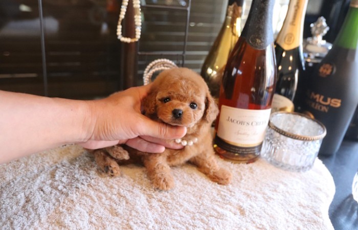 ティーカッププードル予想女の子のサムネイル