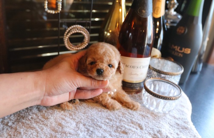 【販売中】タイニープードル男の子♡のサムネイル