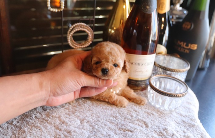 【販売中】タイニープードル男の子♡のサムネイル