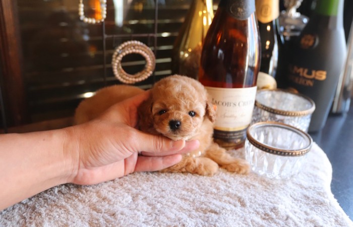 【販売中】タイニープードル男の子♡のサムネイル