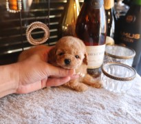 【販売中】タイニープードル男の子♡