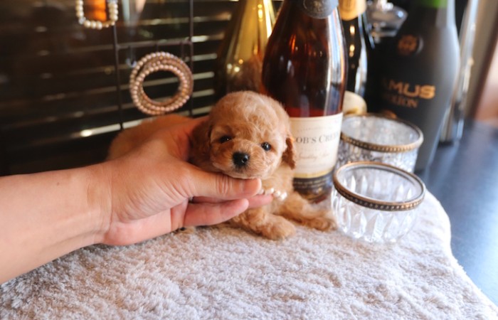 【販売中】タイニープードル男の子♡のサムネイル