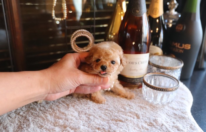 【販売中】タイニープードル女の子♡のサムネイル