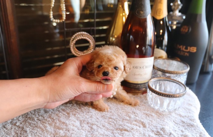 【販売中】タイニープードル女の子♡のサムネイル