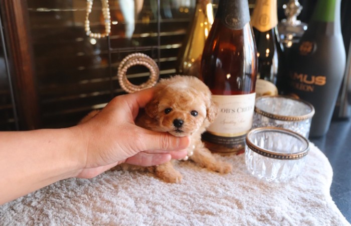 【販売中】タイニープードル女の子♡のサムネイル