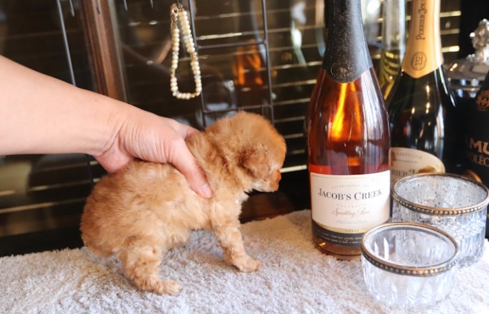 【販売中】タイニープードル女の子♡のサムネイル