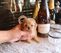 【販売中】タイニープードル女の子♡