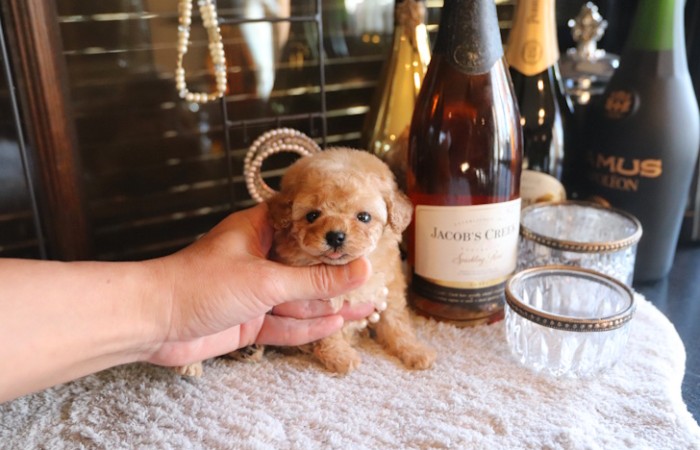 【販売中】タイニープードル女の子♡のサムネイル