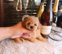 タイニープードル女の子♡